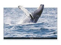 Absenicon C138 - 138" Diagonal klasse 3.0 Series LED-bagbelyst LCD paneldisplay - konference - 1080p 1920 x 1080 112C13812BR3GRS22